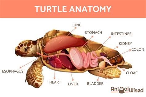 turtle respiratory system