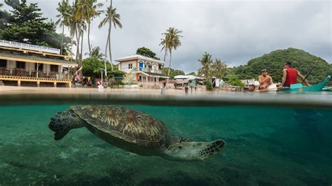 Turtle Sanctuary