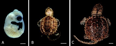 turtle shell development