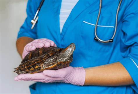 Turtle Soft Shell Treatment