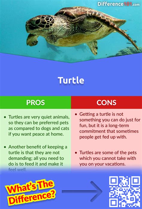 turtle tour pros and cons