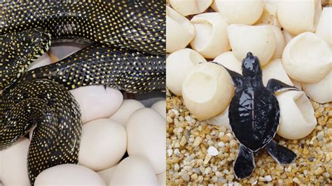 turtle vs snake eggs
