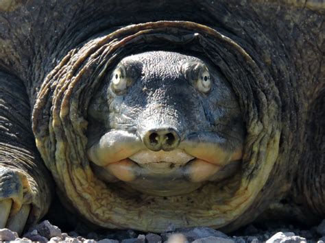 turtle with no chin