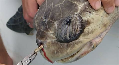 Turtle With Straw In Nose