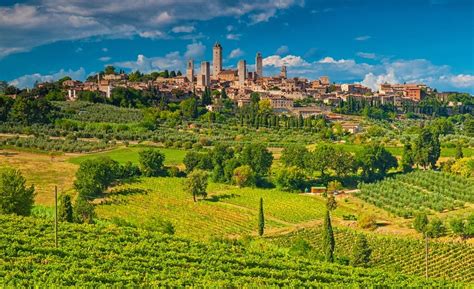 Tuscan vineyard, rows of grape vines extending as far as the eye can see, rolling hills in the background.
