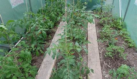 Tuteur Ficelle Pour Tomate Quels s Choisirs Cultiver Ses Plants De s