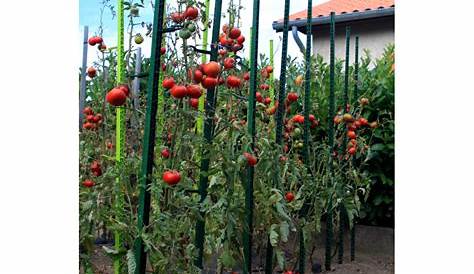 Commandez notre tuteur plastique tomate 1,80 m Jardin et