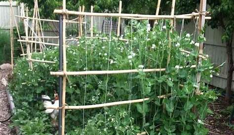 tuteur tomate Jardin permaculture, Idée aménagement