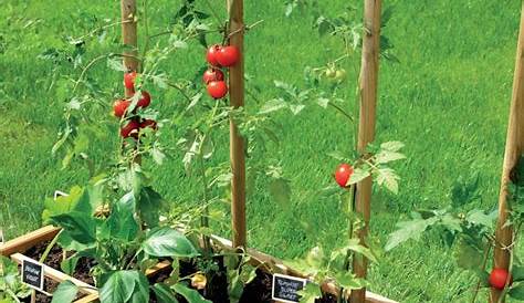 Tuteur à tomates en pin traité 150 cm Burger Gamm Vert
