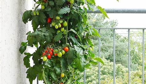 Relaxdays Cage à tomates Tuteur plantes grimpantes