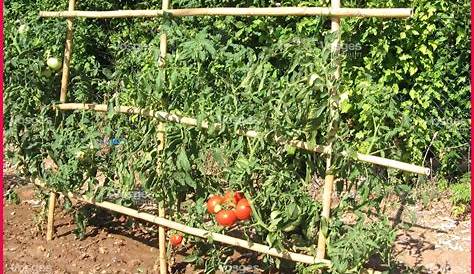 Tuteur Tomate Bambou Jardin 90cm,