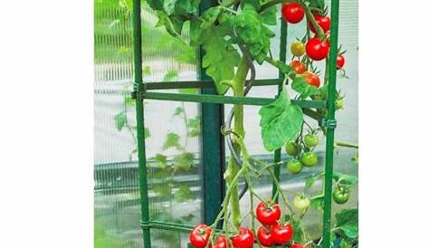 Tuteur Tomate Bois Leroy Merlin De Grappe 1.5x0.3x0.3m