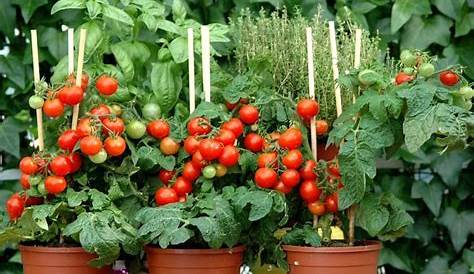 Planter Tomates Cerises En Pot Plantations Daily Idea