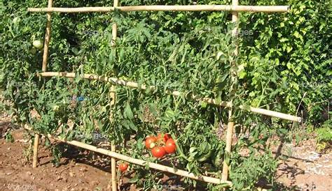  Plants de tomates tuteur grillagé et réserve d'eau
