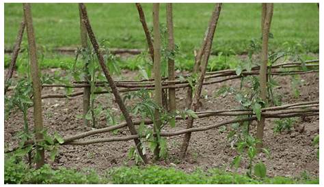 Tuteur Tomate Permaculture Recherche