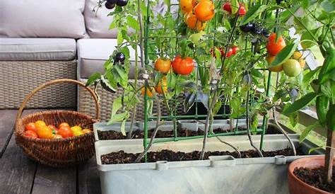 Tuteur tomate universel x2 Tuteurs Plantes et Tomates