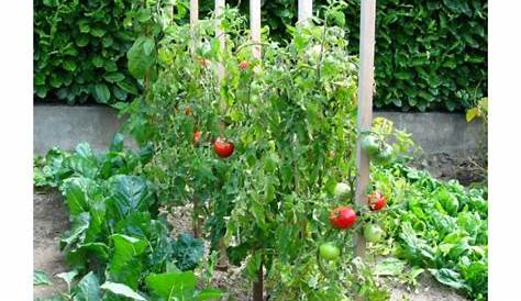 Tuteur Tomate Quelle Hauteur Commandez Notre Plastique 1,80 M Jardin Et