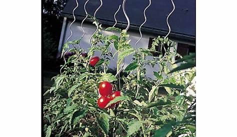 Tuteur tomate spirale 180 cm 1.29€ pièce Le carrefour de