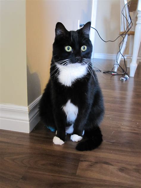 tuxedo cat breed name