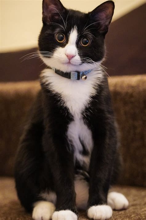 Tuxedo Cat In A Tuxedo
