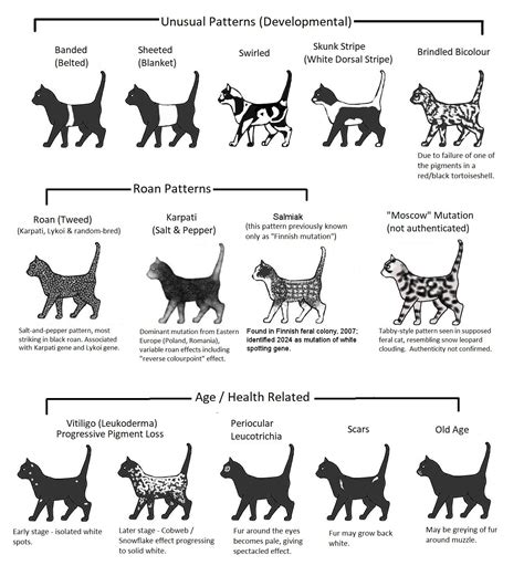 Tuxedo Cat Patterns