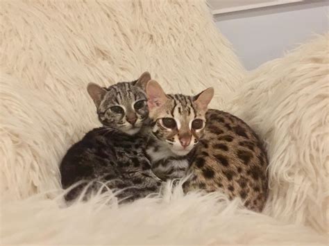 Twin Pine Farm Exotics