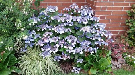 Container Gardening Hydrangea Twist n Shout The Great Outdoors