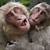 two smiling monkeys