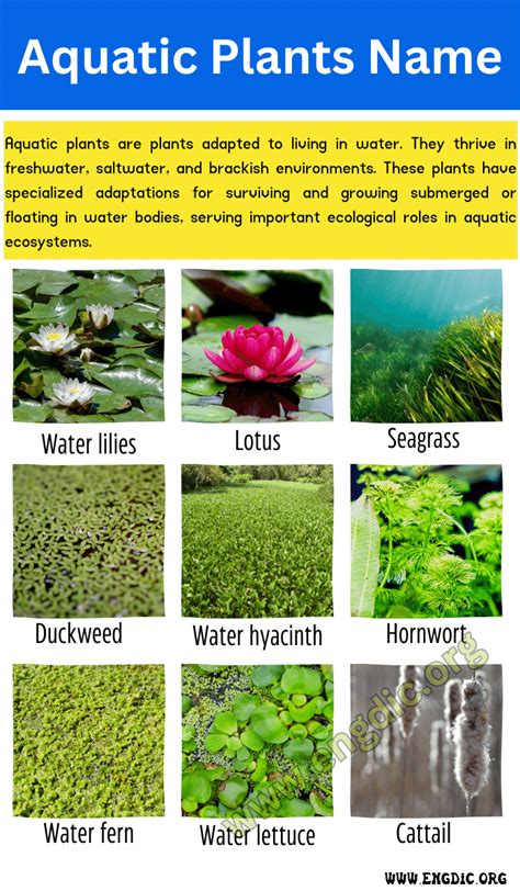 Two Aquatic Plants Name