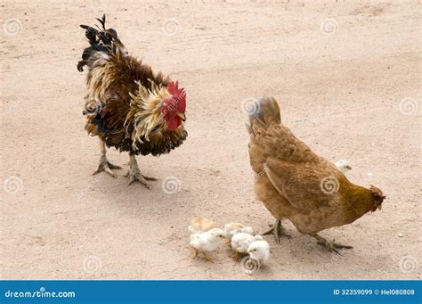 two chicks and a rooster