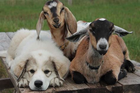 two dogs farm goats