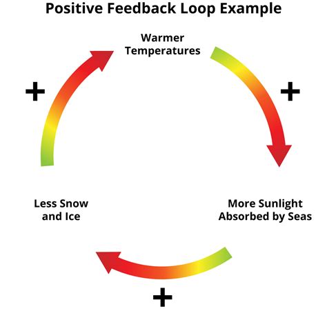 two examples of positive feedback loops
