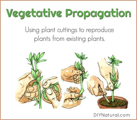 two examples of vegetative propagation by roots