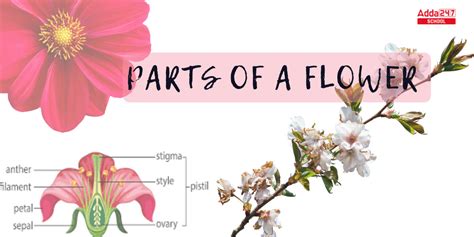 two functions of flower class 6