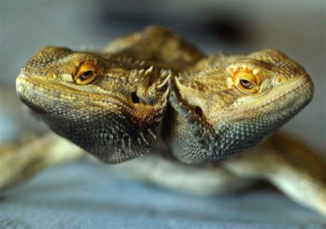 Unveiling the Mysteries: Meet the World's Fascinating Two-Headed Animals
