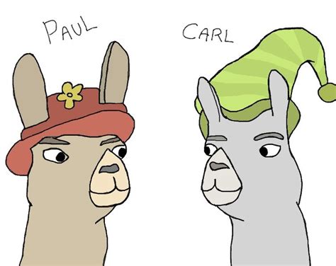 two llamas in hats