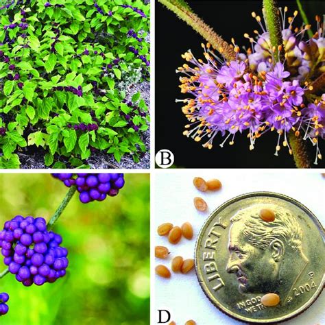 two new subfamilies in lamiaceae