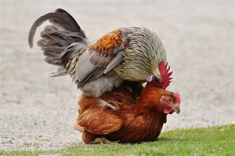 two roosters don't make a chicken