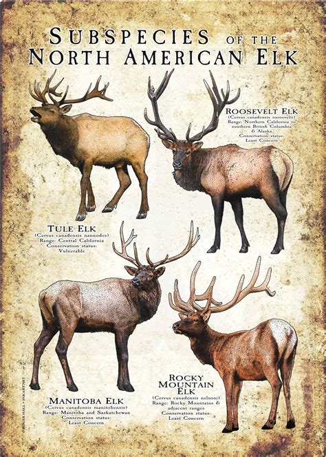 Two Types Of Elk