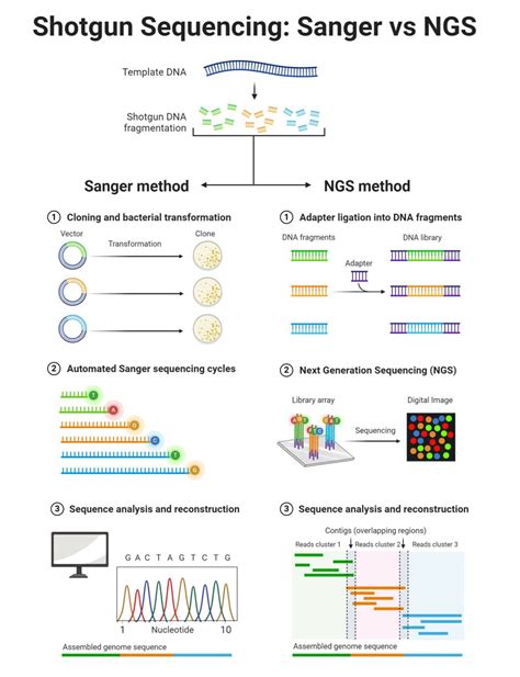 Two Types Of Shotgun Sequencing