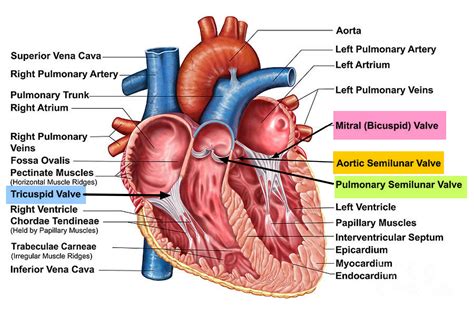 Two Valves Present In Human Heart