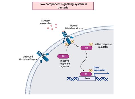 Two-Component System