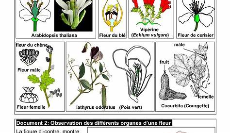 La reproduction sexuée chez les plantes à fleurs - Documents 1 - AlloSchool