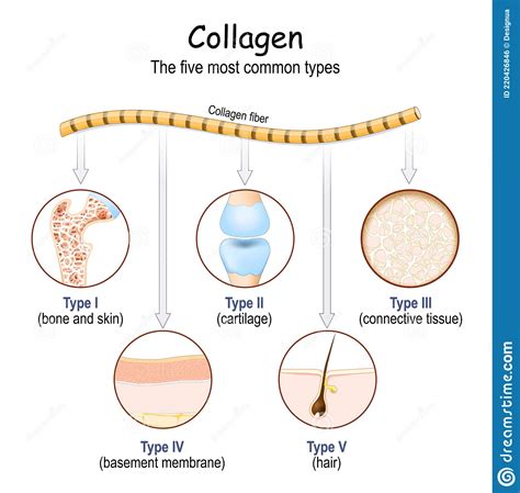 Type 1 Collagen Location