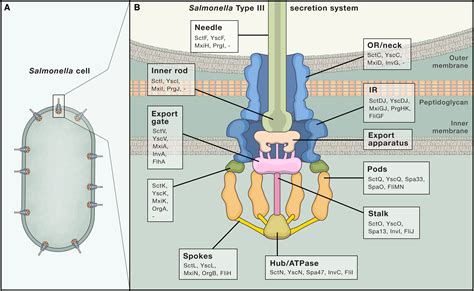 type 3 secretion system function