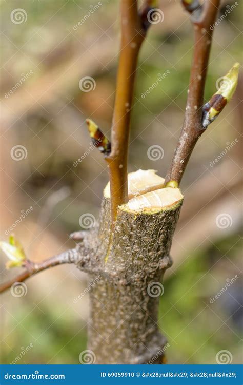 type de greffe arbre fruitier