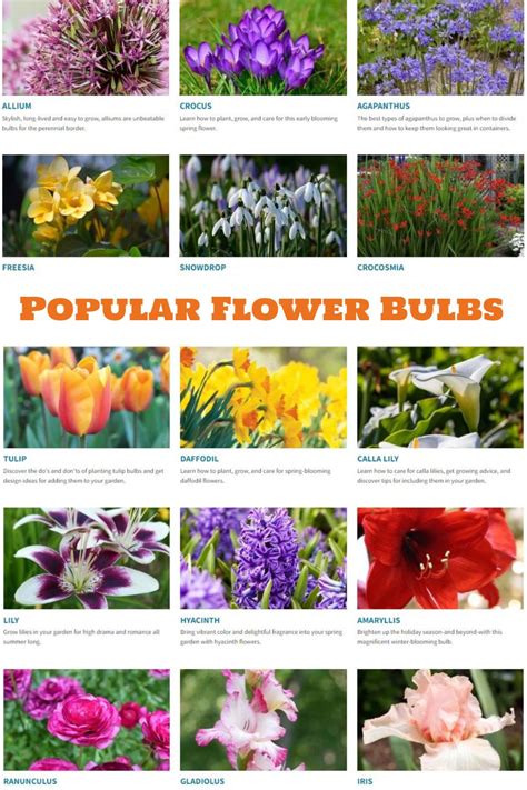 Type Of Flower Bulbs