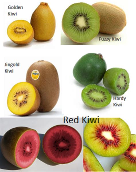 type of kiwi fruit