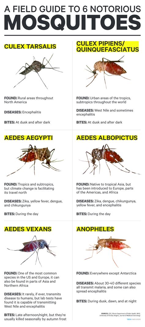 type of mosquito that causes dengue