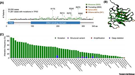 Type Of Mutation P53